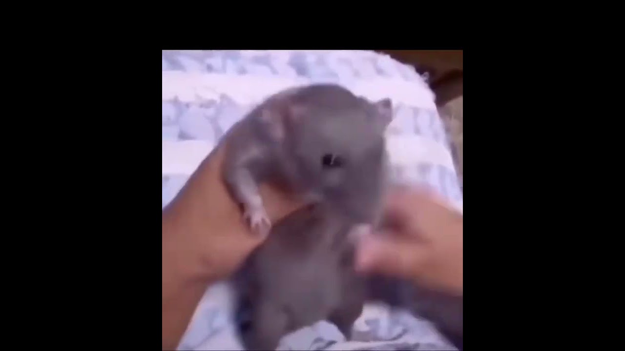 rata bailando cumbia