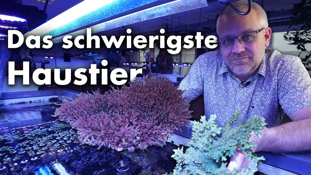 Acropora Korallen - Das am schwierigsten zu haltende Haustier..