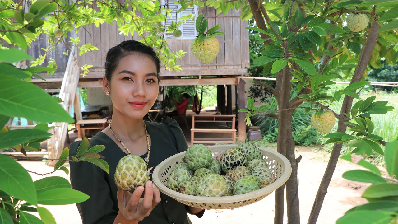 Fresh sugar apples in my homeland - Healthy fruit