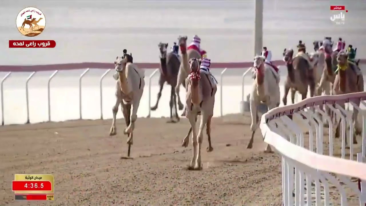 ش1 ( كأس اللقايا بكار مفتوح )الشليلة لـ مانع علي بن حماد الشامسي 7:15:46( جائزة زايد الكبرى 2025 )