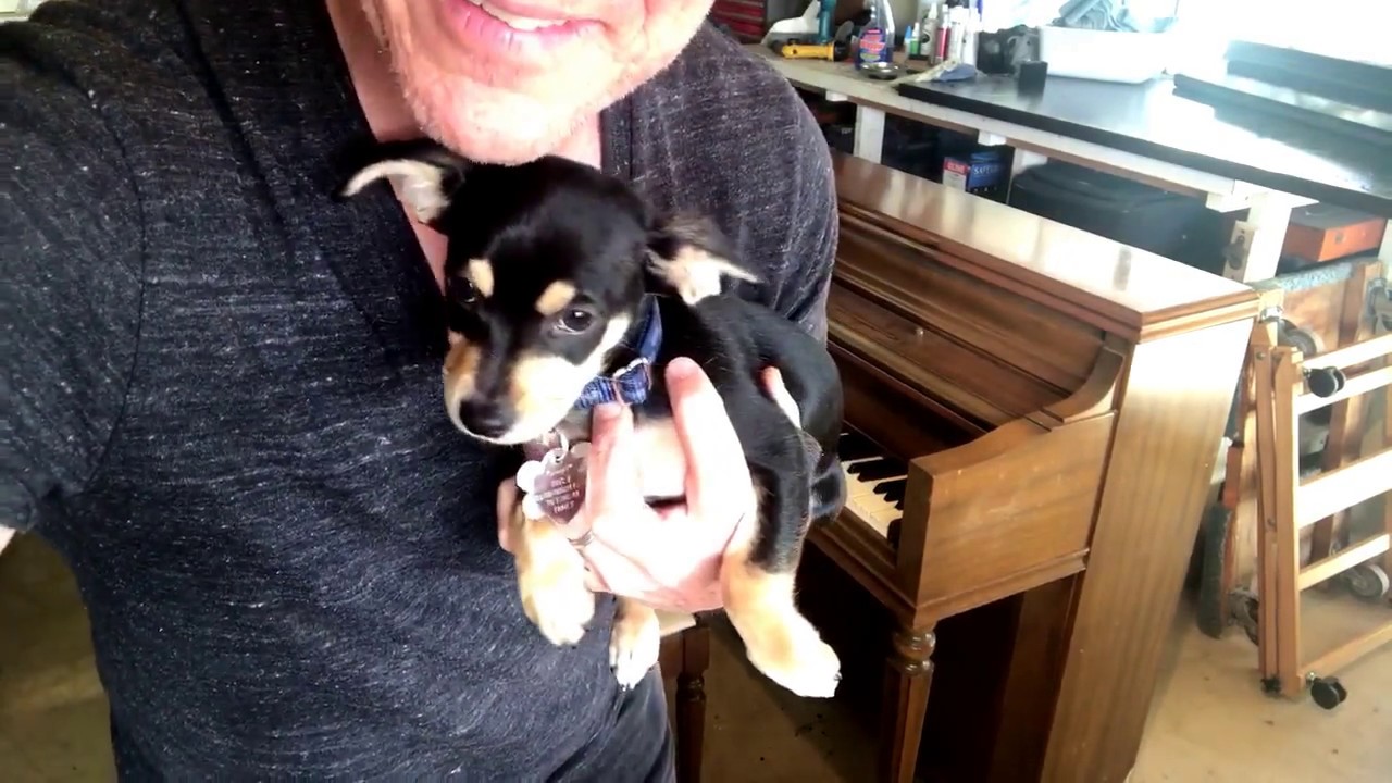 Free Pianos are Like Free Puppies