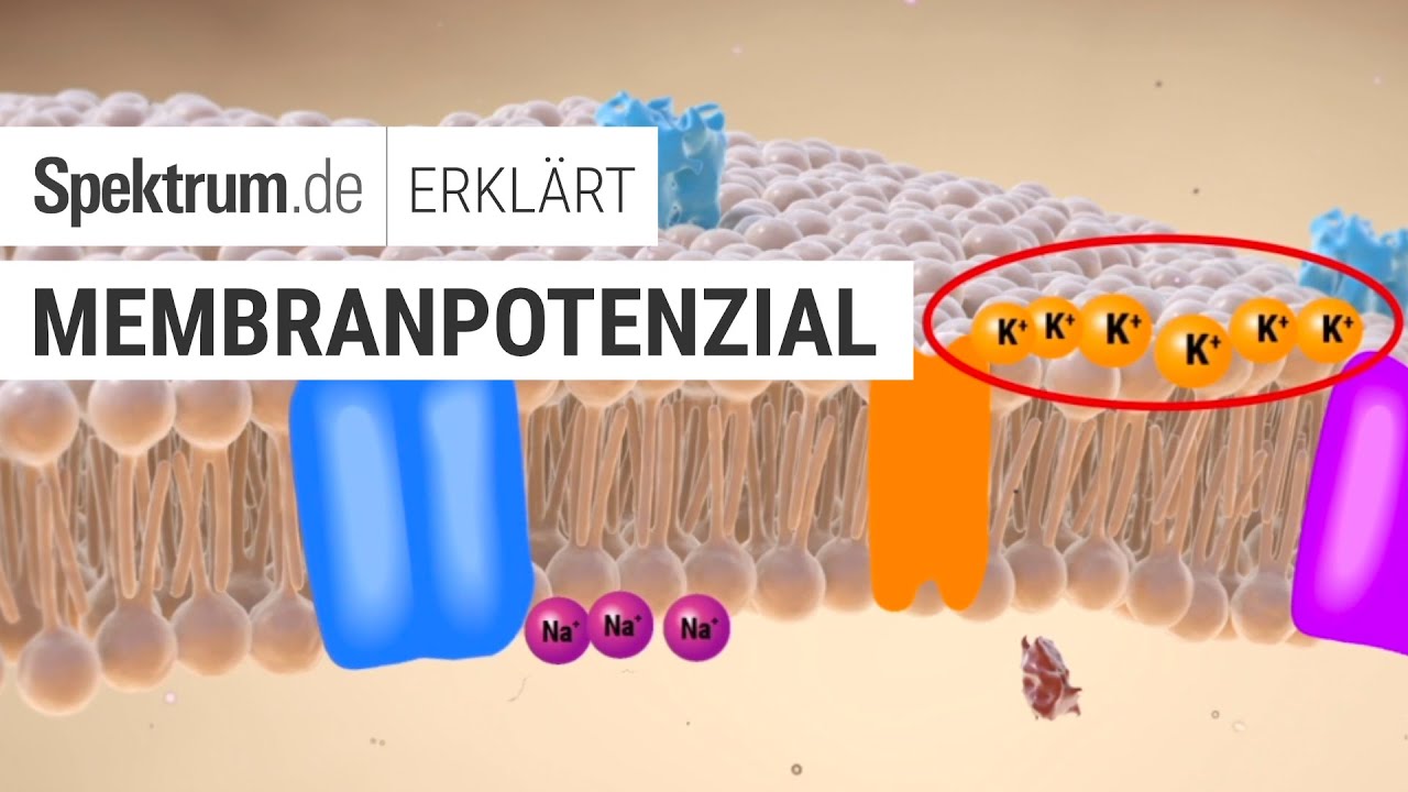 Membranpotenzial: Spektrum erkl&auml;rt