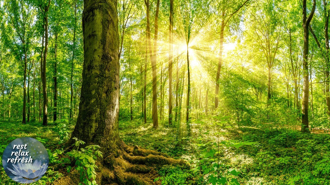 Beautiful Relaxing Music with Birds Chirping and Calming Piano - Beautiful Scenery and Nature Sounds