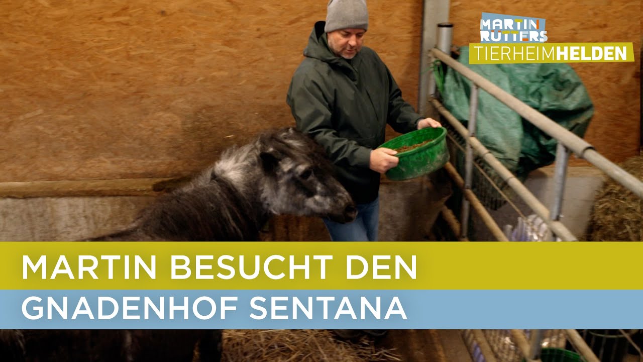 Pony Moritz ist mit seinen 40 Jahren der älteste Bewohner 🐴 | Martin Rütters Tierheimhelden