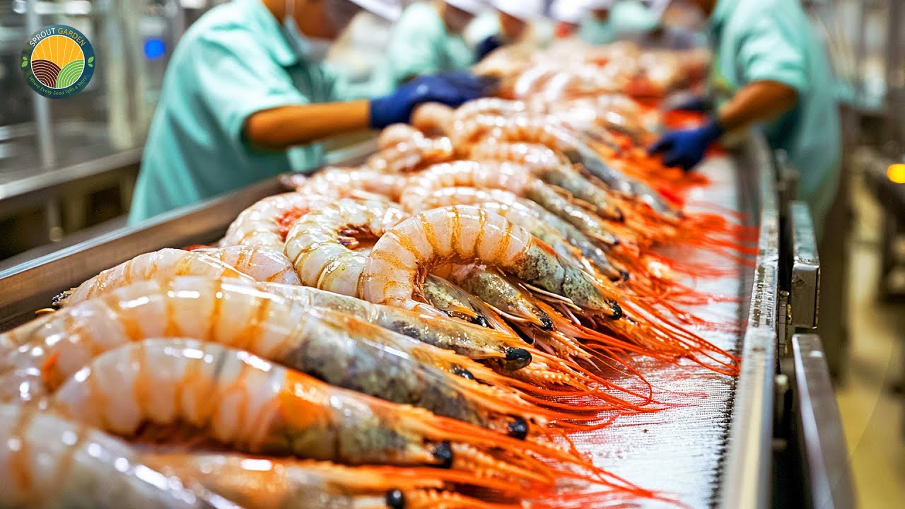 How Asia Farmers Raise Tons of Shrimp: Shrimp Processing Plant | Farming Documentary