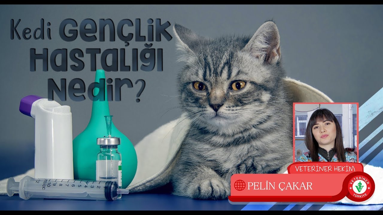 Kedi Genç Hastalığı Nedir? - Veteriner Hekim PELİN ÇAKAR