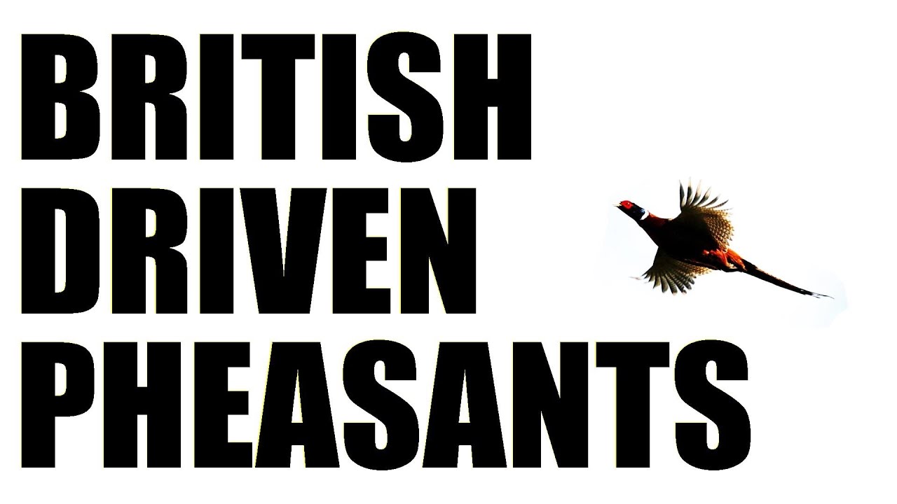 Fieldsports Britain : Driven pheasant shooting + gundog training