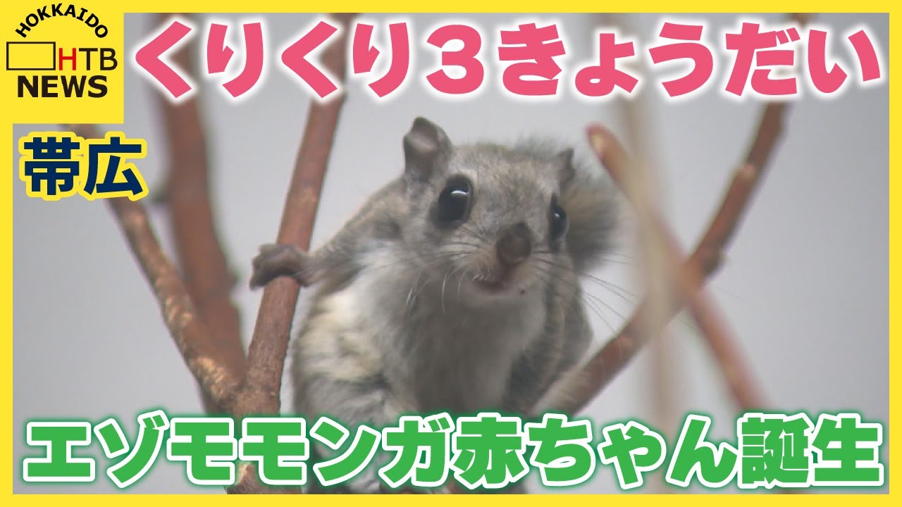 くりくりまんまる3きょうだい　エゾモモンガの赤ちゃん　おびひろ動物園で14年ぶりに誕生