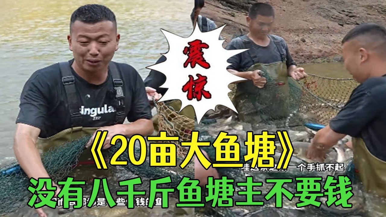20畝大魚塘去裏面拉壹網，沒有8000斤魚塘主不要錢，這波穩賺了吧？#小飛哥#三農#護外 #包塘