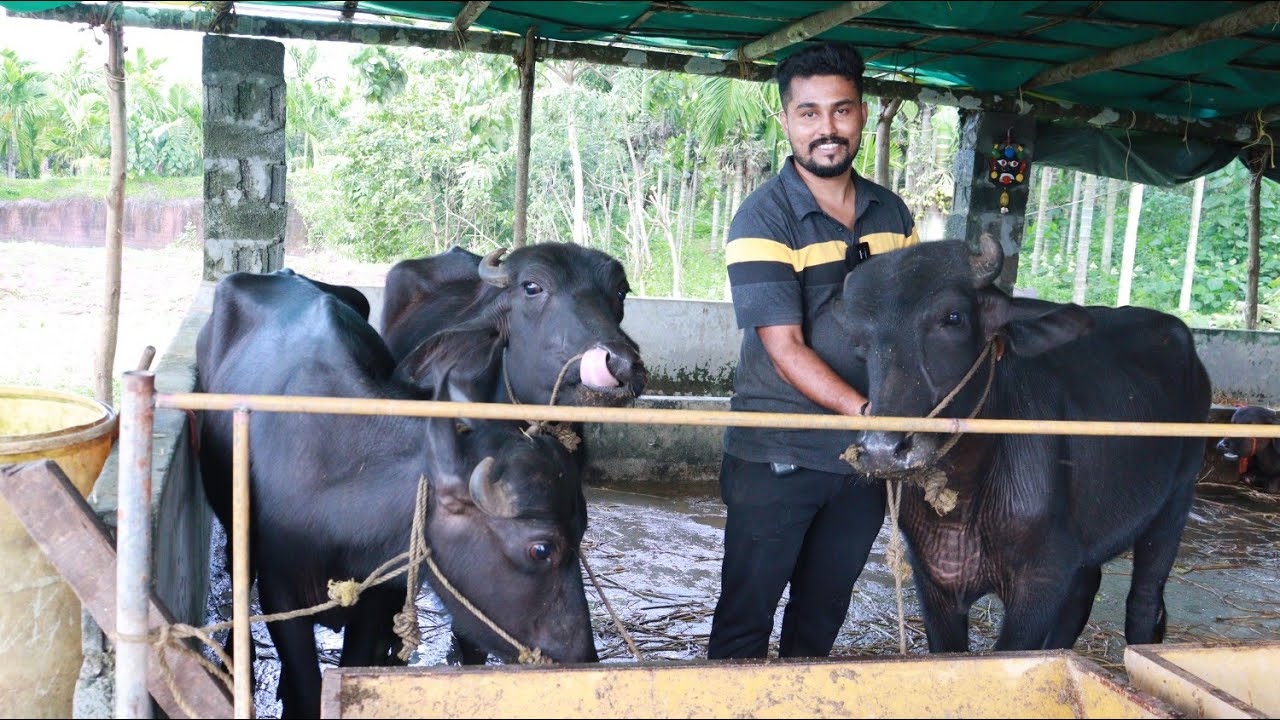 ഹരിയാന മുറാ പോത്തുകൾ ഇനി കാസർഗോഡും |Bekal Livestock market|Murrah farm kasargod
