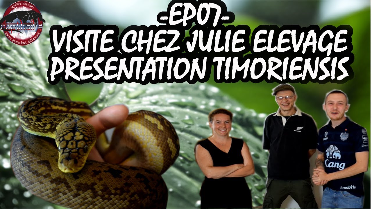 -EP07- Visite chez Julie Elevage Présentation Timoriensis