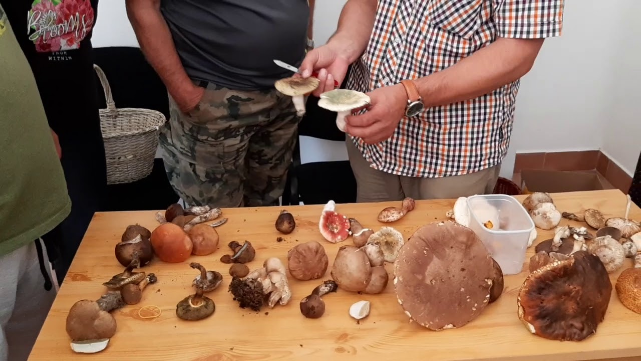 Gombaismerő tanfolyam 2