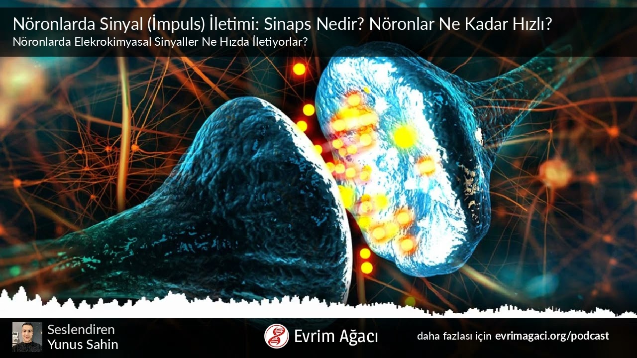N&ouml;ronlarda Sinyal (İmpuls) İletimi: Sinaps Nedir? N&ouml;ronlar Ne Kadar Hızlı?