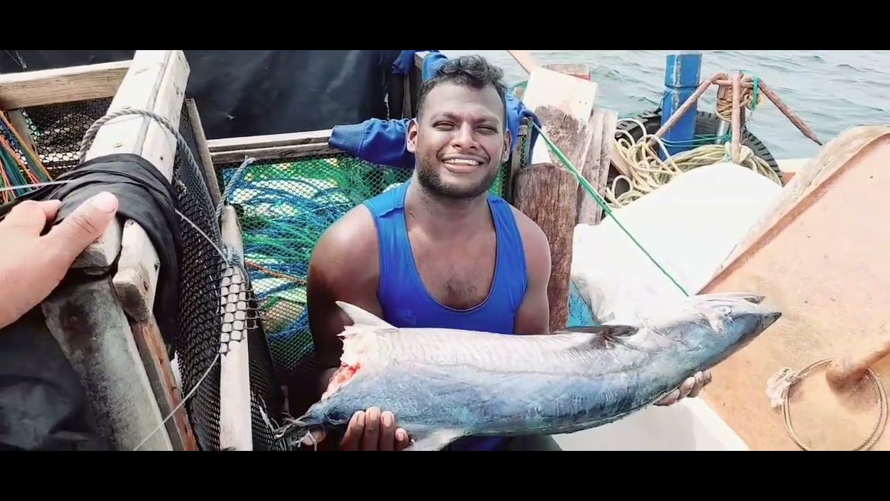 சுறா பாதியைத் தின்றது, மீதியை நாங்கள் உண்டோம்!)​ Shark Ate Half, We Ate the Rest! 🦈🍽️(
