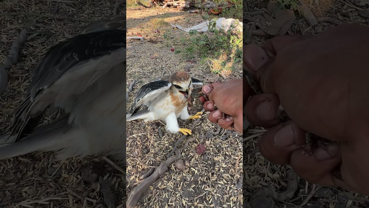 Amazing hawks😱🦅#shorts #birds #hawk #nature #eagle #animals #wildlife