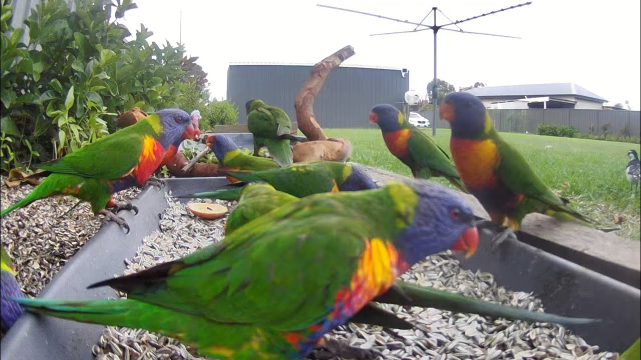 Australian Bird Feeder cam | 3/2/26  | yellow tail black cockatoos | galahs | lorikeets | cat tv |