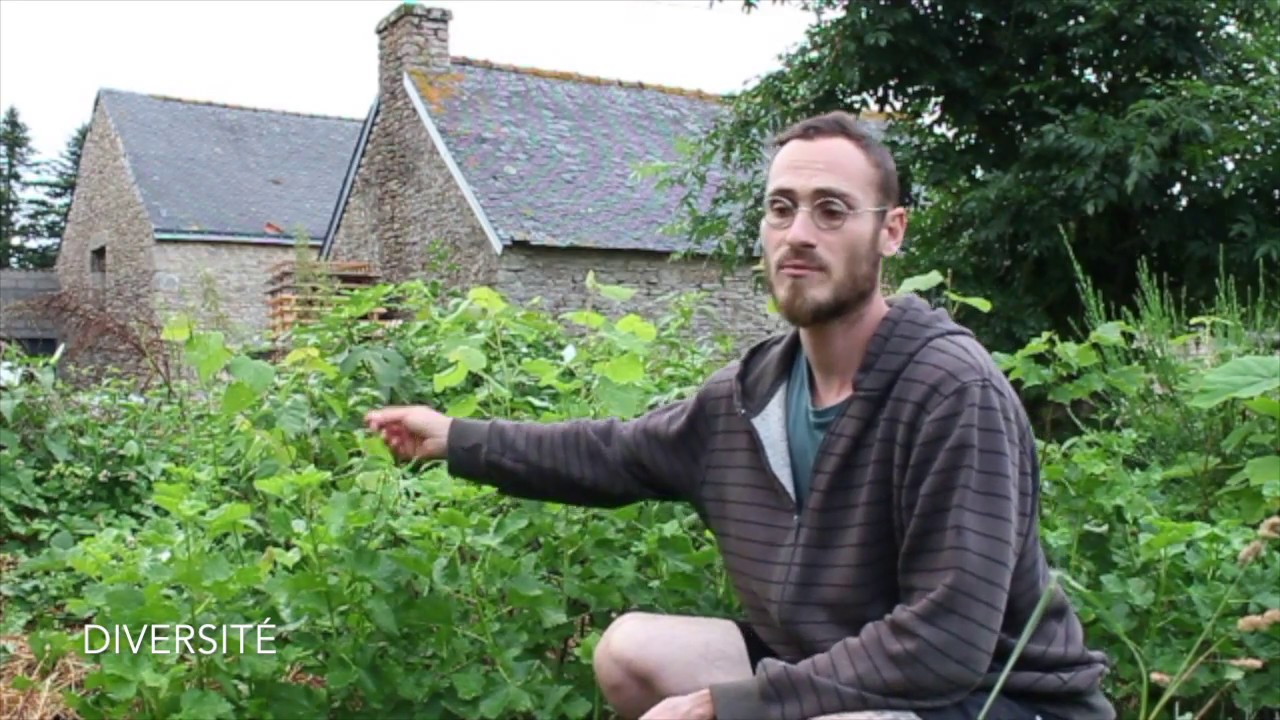 10 plantes pour le paillage en permaculture 11/10 : Le tilleul
