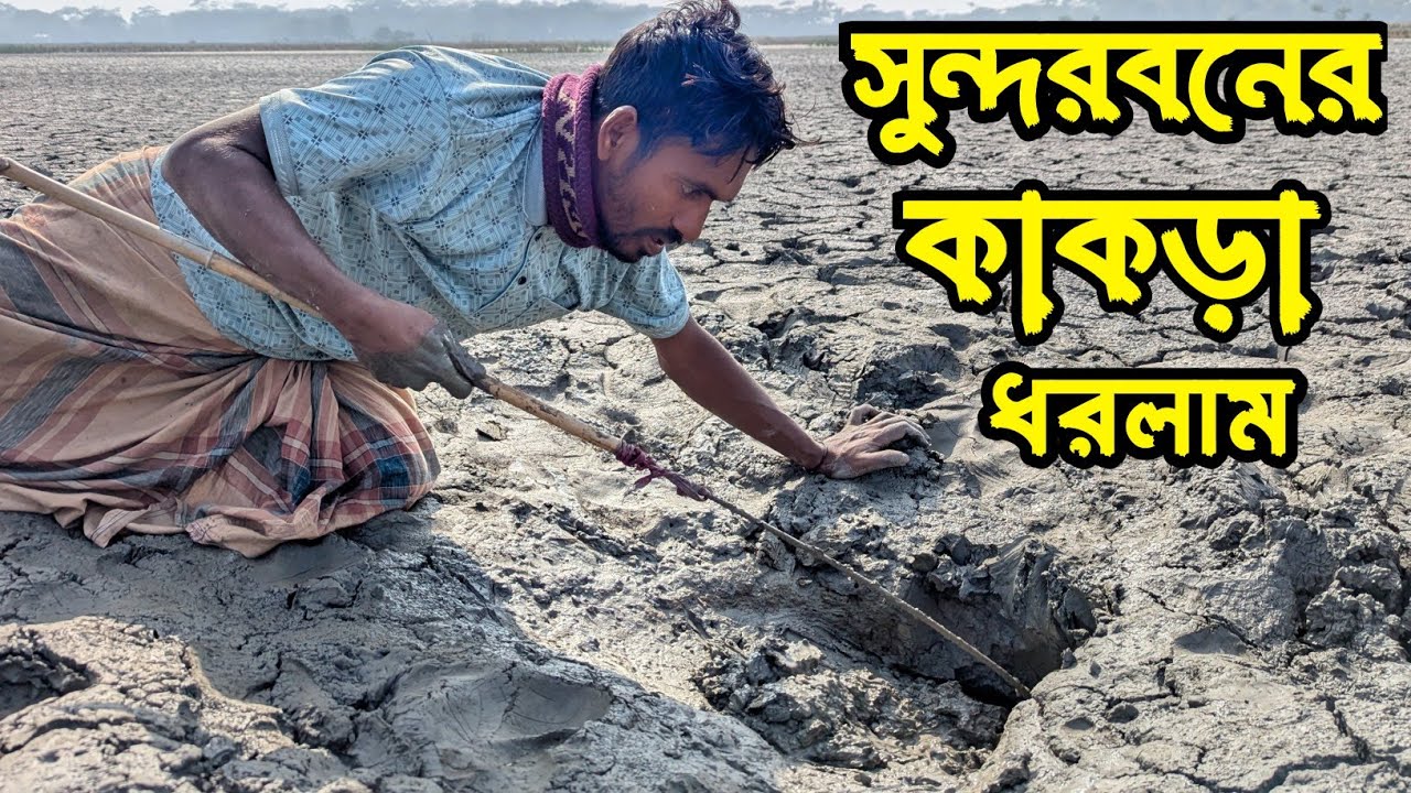 সুন্দরবনের কাকড়া ধরলাম ||গর্ত দেখেই কাকড়া আছে কি না বলে দিতে পারেন কাকড়া আছে কিনা 😱