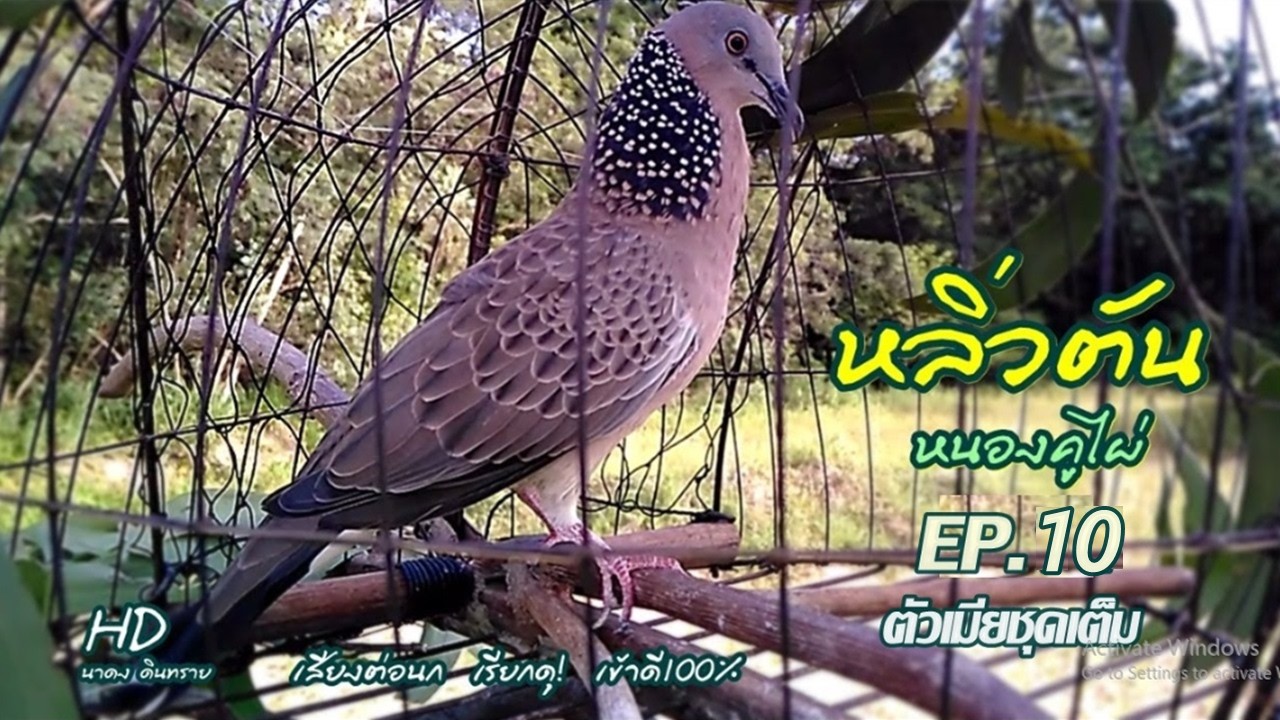เสียงต่อนกเขาใหญ่ ป่าเต็ม100 หลิ่วตัน หนองคูไผ่ EP.14 เรียกดุ! #ตัดเสียงรบกวน ระบบเสียงHD