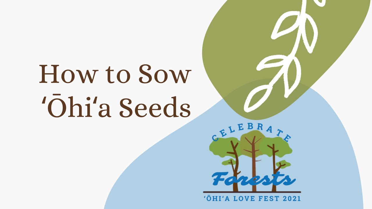 How to Grow ʻŌhiʻa from Seed
