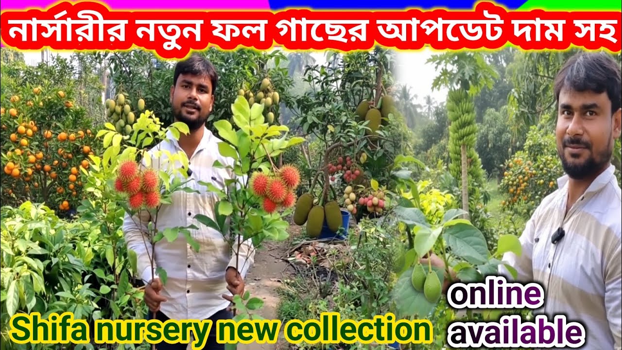 Shifa nursery new collection | নার্সারির নতুন ফল গাছের আপডেট দাম সহ