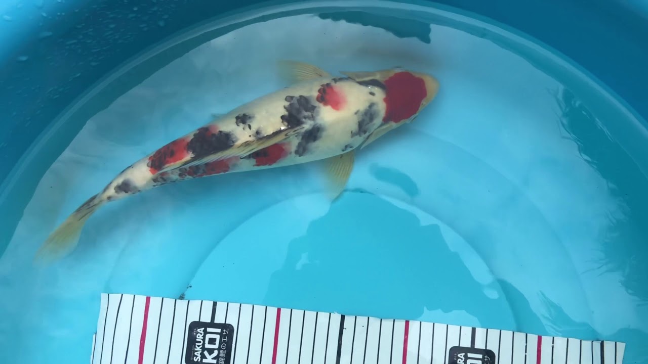 Maruten Sanke koi : One year Growth story