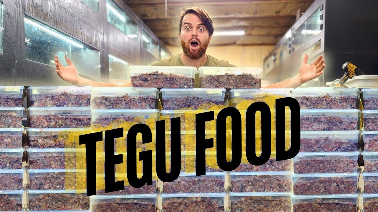 What to feed your tegu + pro tips
