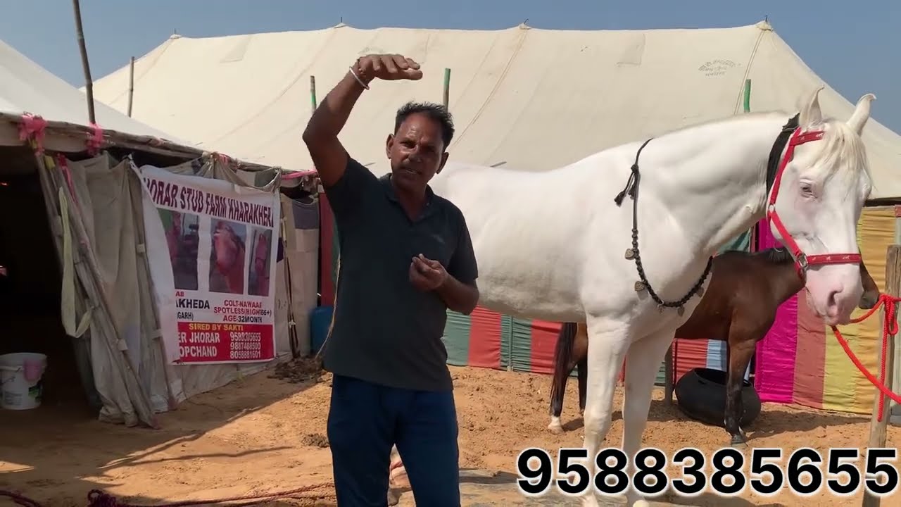 ਪੁਸ਼ਕਰ ਮੰਡੀ 2025 ਬੁਹਤ ਸੋਹਨਾ ਸਾਹਨੀ ਨੁੱਕਰਾ ਘੋੜਾ ਸ਼ਕਤੀ ਘੋੜੇ ਦਾ ਬੱਚਾ ਕੱਦ 67 inch Babu khann 