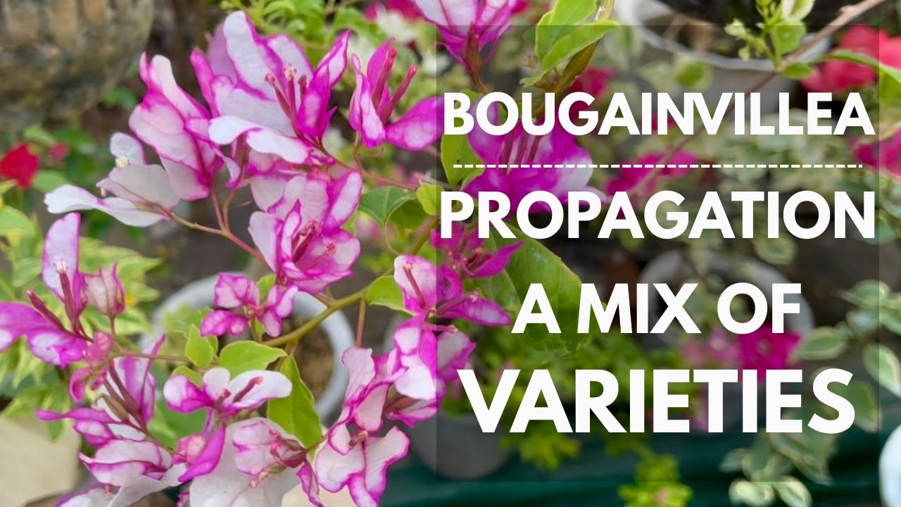 PAGPAPARAMI NG BOUGAINVILLEA: A MIX OF VARIETIES NA CUTTINGS | Mikel Awitan