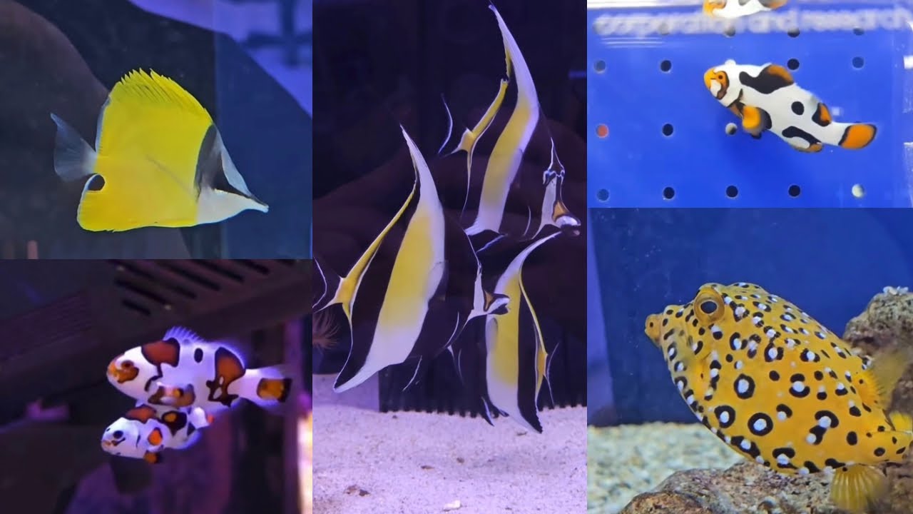 Saltwater Aquarium Life | Episode 2 of 16