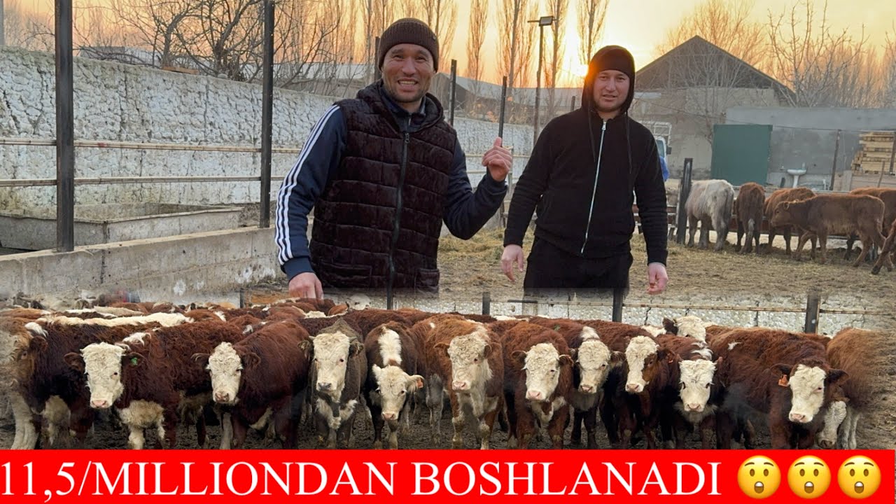 3/LI BOLLAR BUQALARNI SUVTEKIN QIVORDIYU 11,5 /MILLIONDAN BOSHLANADI HALI BUNAQASI BO’LMAGAN 