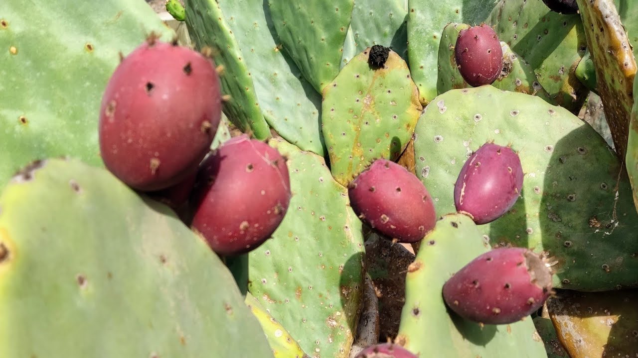 Tasty Hybrid Cactus Fruit (Opuntia ficus-indica x robusta?)