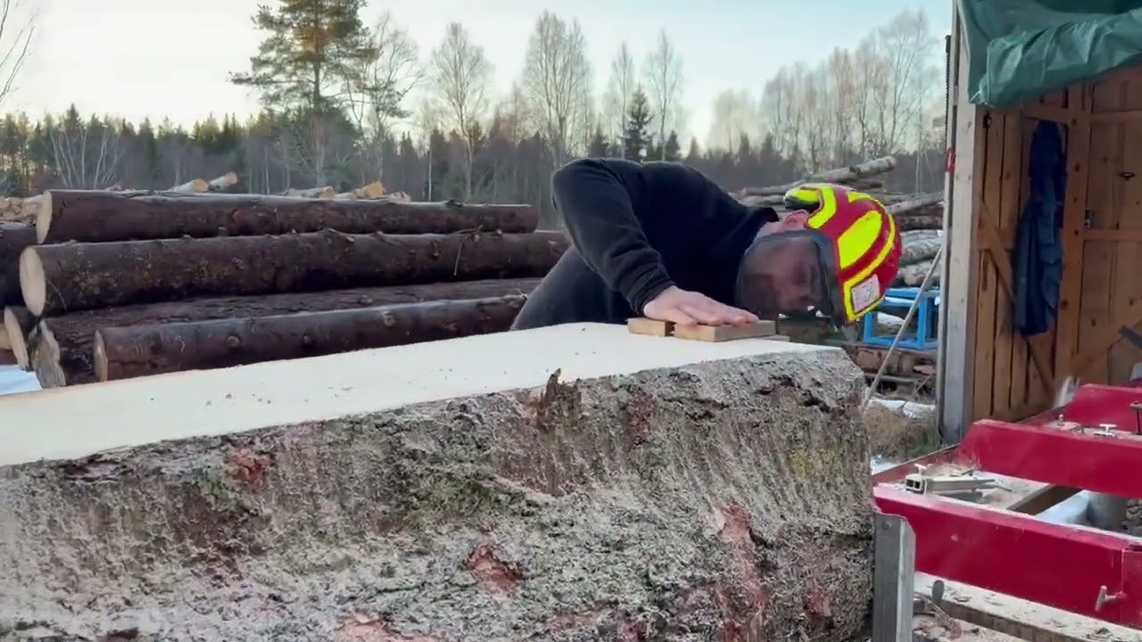 Fällning och sågning stor björk