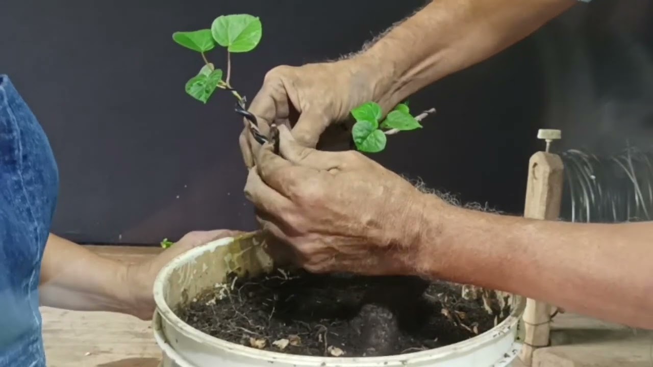 BONSÁI ESTUDIO JOSERRADA EPISODIO 41: PREPARANDO UN BONSÁI DE HIBISCUS TILIACEUS.