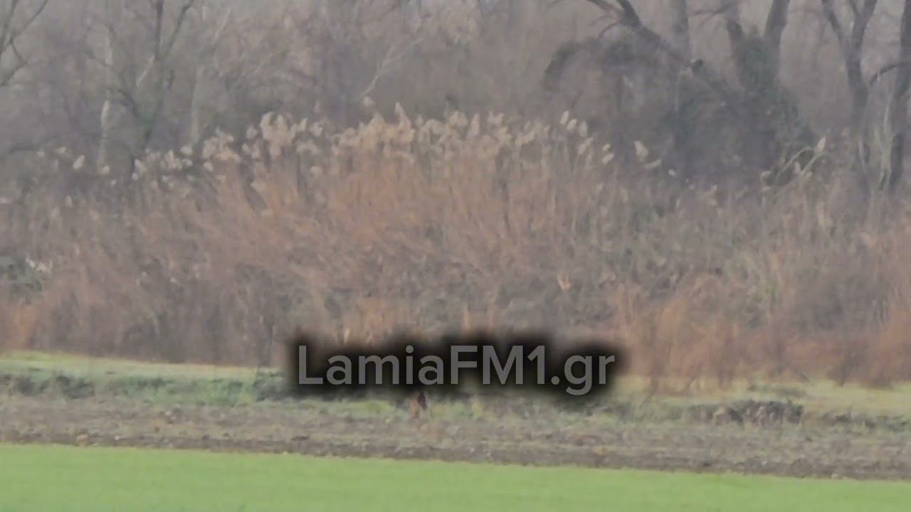 LamiaFM1.gr: Λύκος στην Ηράκλεια Λαμίας 