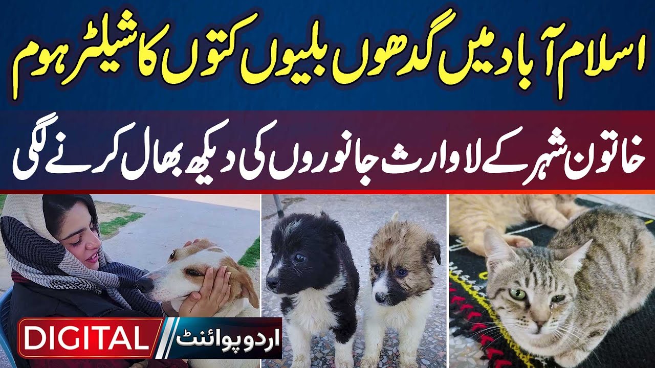 Shelter Home for Donkeys, Cats, & Dogs in Islamabad - Woman Started Taking Care of Abandoned Animals