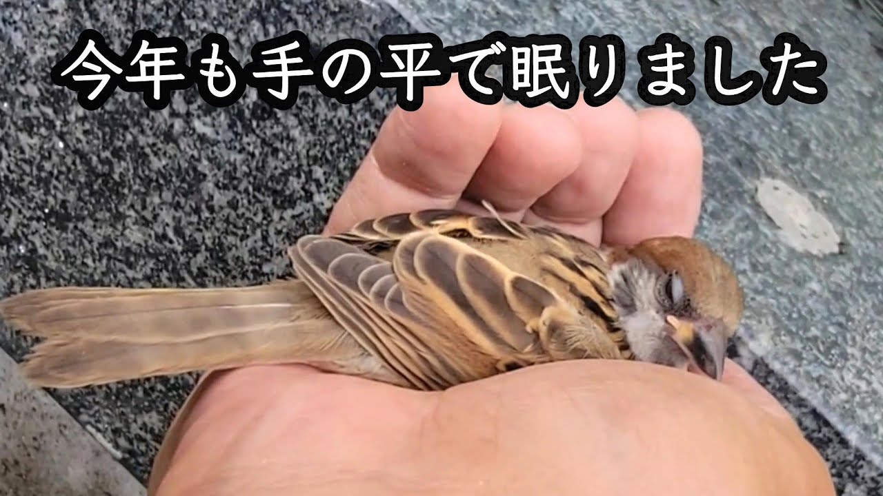 今年生まれた子スズメがじゃれたあと寝落ちしました　すずめ日記