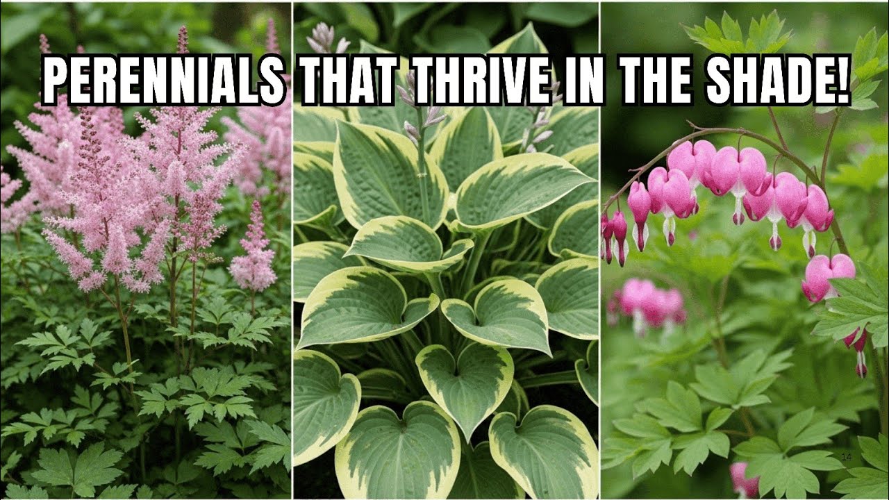 10 Shade-Loving Perennials That Bloom Nonstop 🌸 (Must-Haves for Every Garden!)