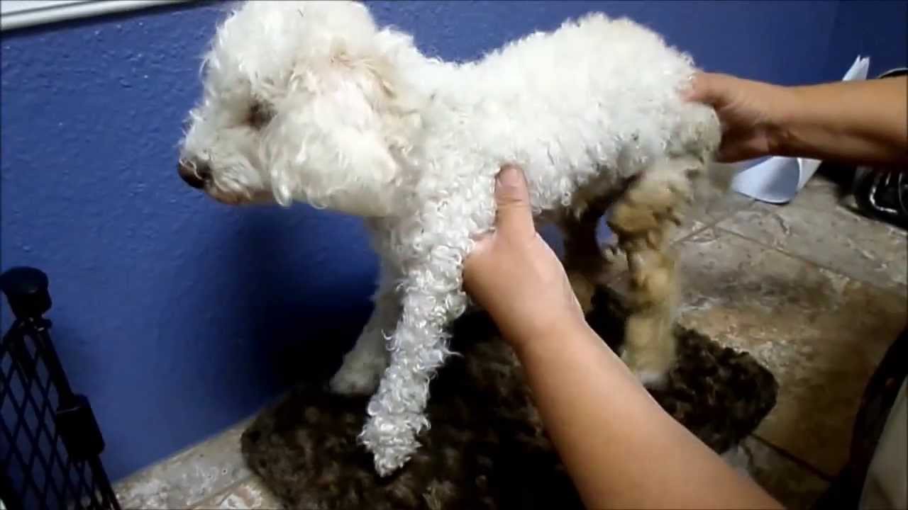 Bella - Story of unbelievable will and courage - Maltese Rescue California