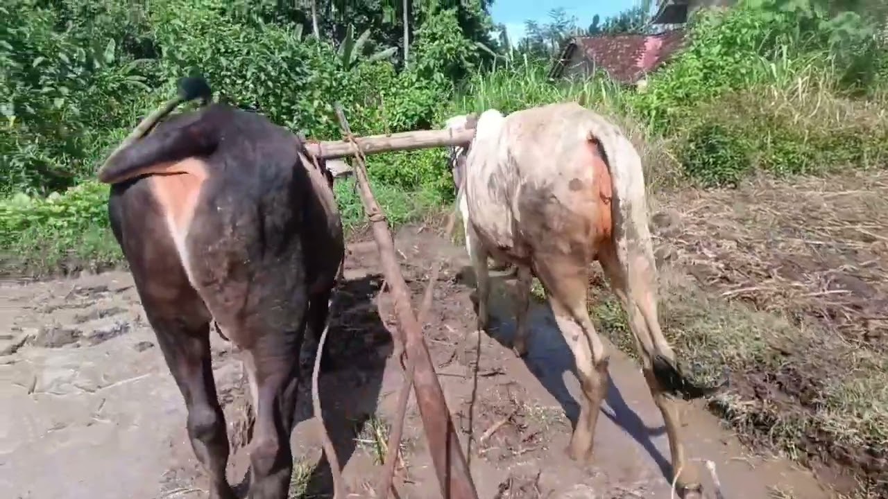 Sapi lagi belajar bajak sawah || Cikar Jember