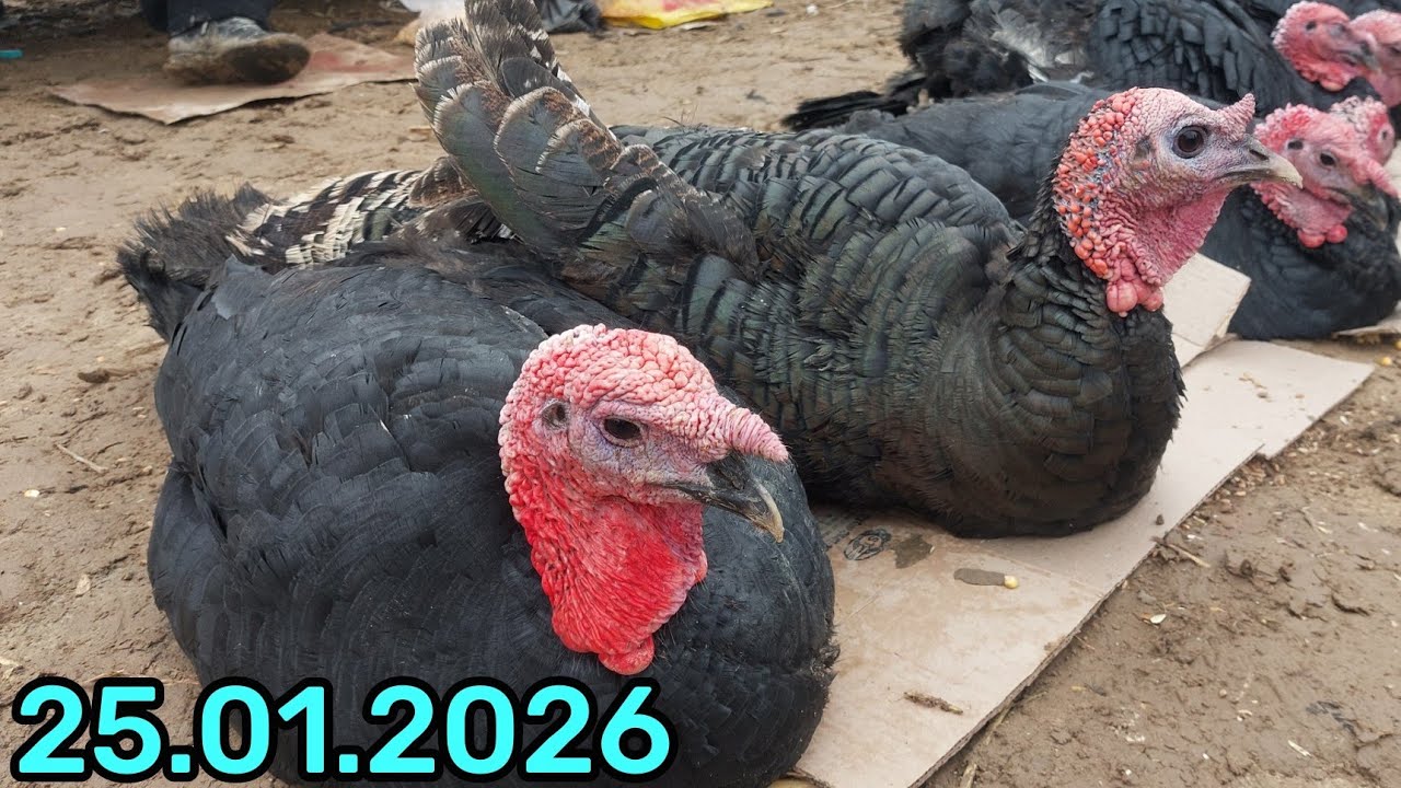 25.01.2026 ПАРРАНДА НАРХЛАРИ КАРШИ КАРВОН МОЛ БОЗОРИДА 