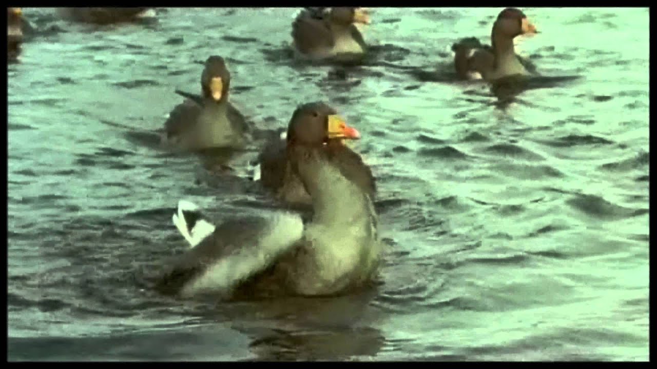 Brave  - Josh Groban-  subtitulado español