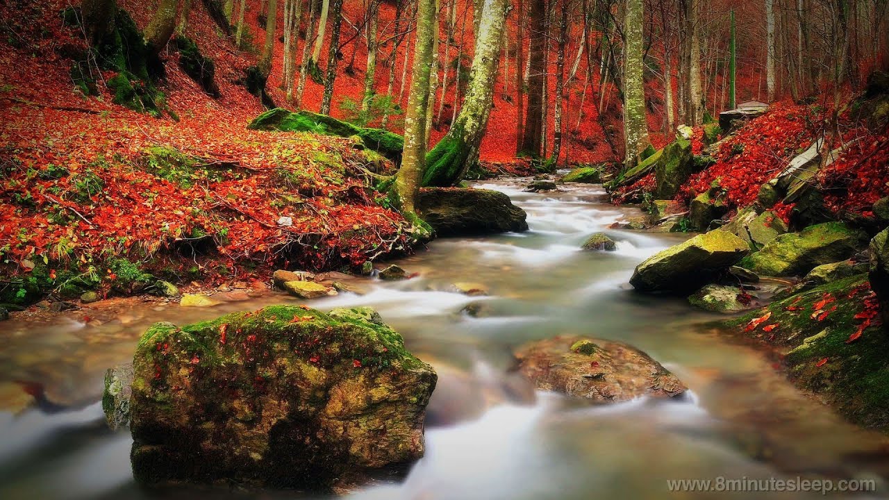 Babbling Brook in the Woods | Study, Sleep, Relax to Water Nature Sounds