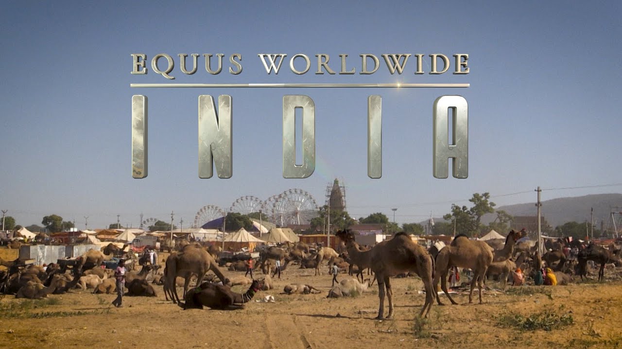 Equus WW India - Marwari Horse (FULL)