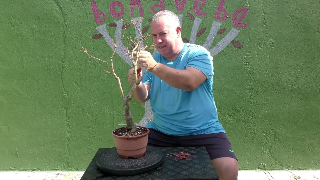 Poda arce Coral otoño 2025.@BonavebedesdeVigoGalicia.