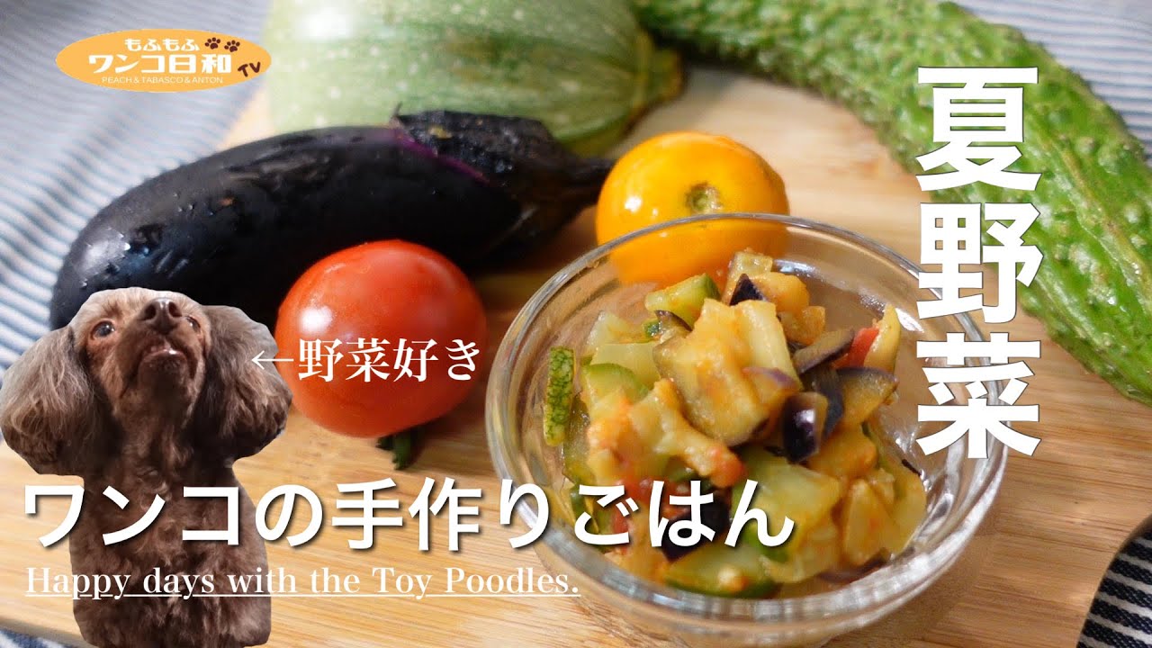 もしやベジタリアン⁉️畑の夏野菜を収穫して犬用の手作りごはんをふるまいました🐾