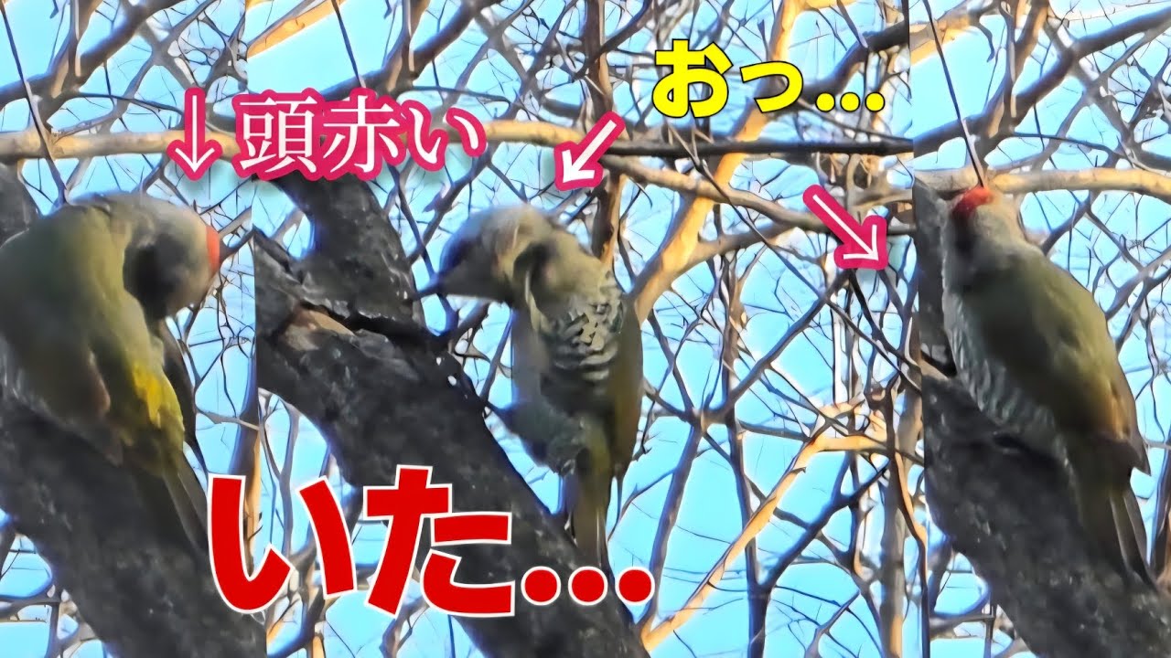 2026.2.1　アオゲラ『緑啄木鳥』#vlog #shorts #野鳥 #植物#草花 #日本 #癒し #かわいい #自然 #観察#散歩#里山