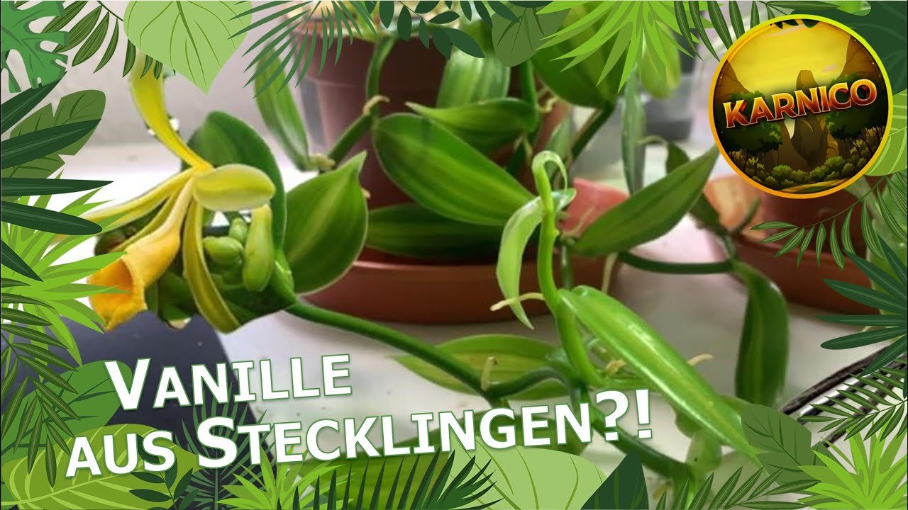 Vanille vermehren über Stecklinge! Schnell und einfach | Tutorial | Karnico