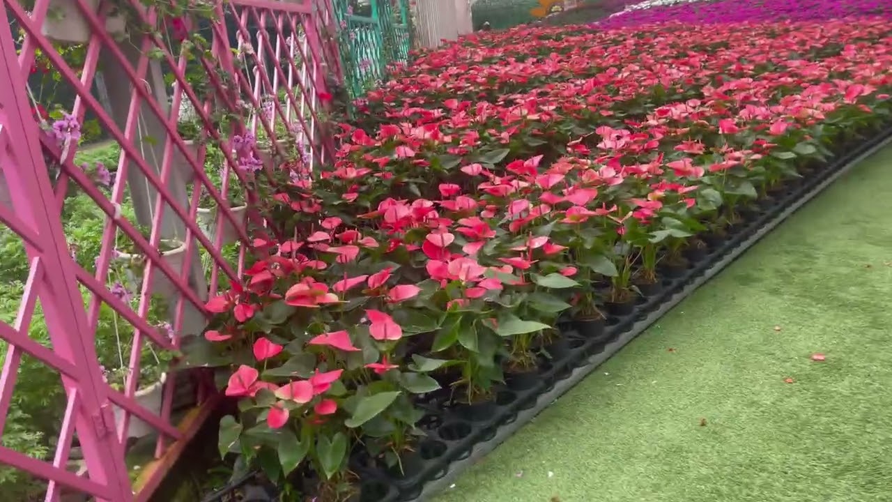 Dạo phố ngắm hoa Đà Lạt