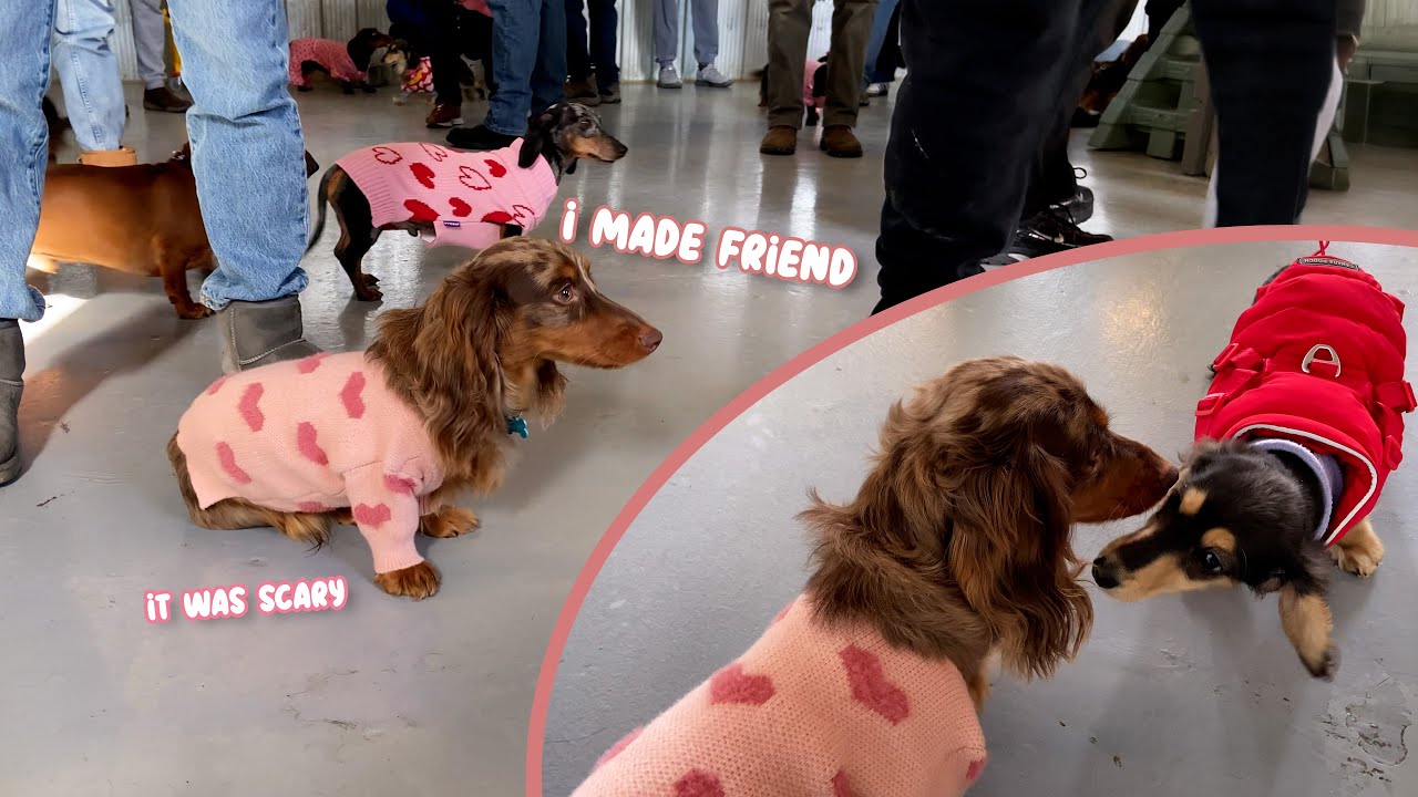 Sausage Dog Meetup 🌭 (with our Miniature Dachshund)